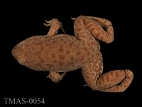 藏品(虎皮蛙)的圖片